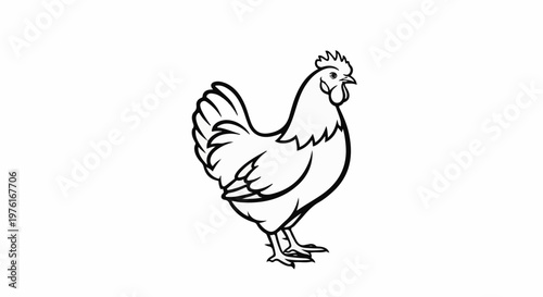 A black and white illustration of a chicken