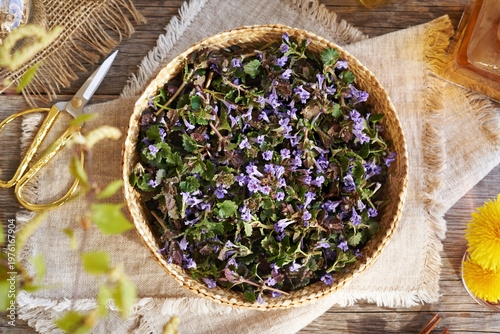 Fresh ground-ivy flowers in a basket. Wild edible plant harvested in spring.