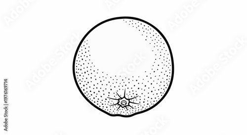 A black and white illustration of a round fruit with a textured rind