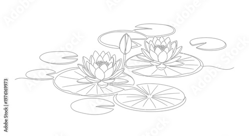 Water lilies and lily pads on water line art lily pad black and white serenity illustration