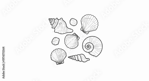 A collection of black and white drawings of various seashells and snail shells