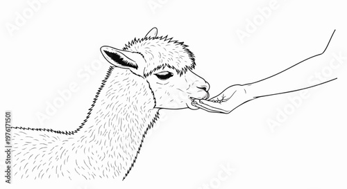 A black and white illustration of an alpaca being fed by a hand