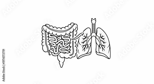 Simplified line art of human digestive system and lungs with white background