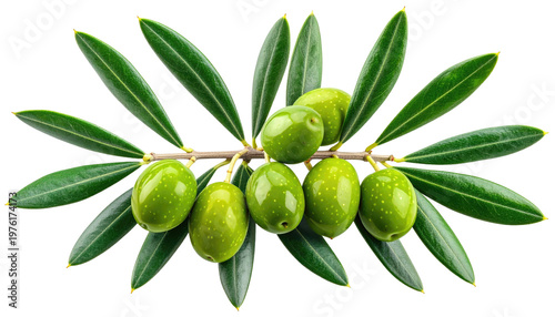 Close-up studio shot of a vibrant green olive branch with several plump, unripe olives and long, slender leaves against a transparent background
