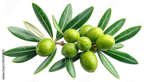 Close-up studio shot of a vibrant olive branch, showcasing green olives and textured, glossy leaves against a black background