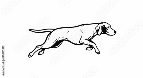 Sleek canine in mid-stride, showcasing its muscular form and elegant movement
