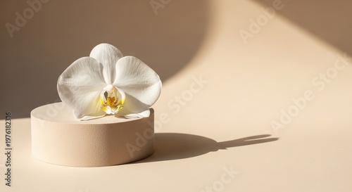 White orchid flower placed on a round beige pedestal with soft shadows and a neutral background creating a minimalist aesthetic