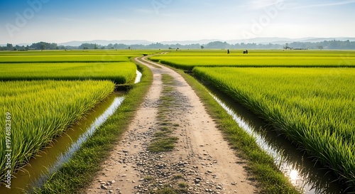 Scenic dirt road through vibrant green rice fields under a clear sky.