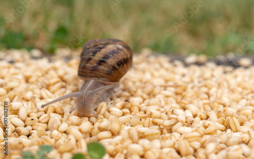 Photos Front view of a snail trying to find its way on grains of wheat.