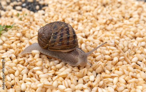 Bild auf Leinwand A side view of a snail trying to find its way on grains of wheat.