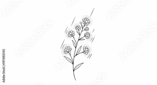 A delicate black and white drawing of a flowering plant with radiating lines