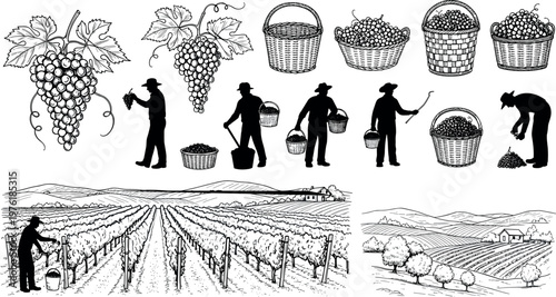 Vineyard Harvest Elements Set Grapes Farmers Baskets Rural Agriculture Collection Vintage Style Vector Illustration