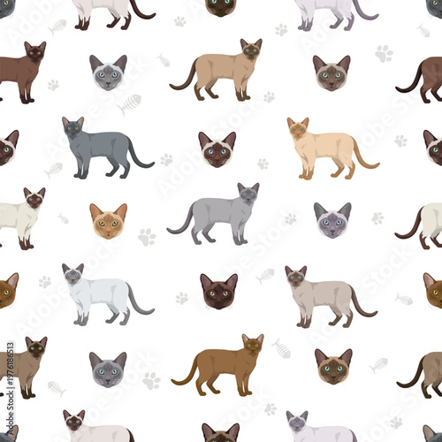 Tonkinese Cat clipart. All coat colors set.  All cat breeds characteristics infographic. Vector illustration