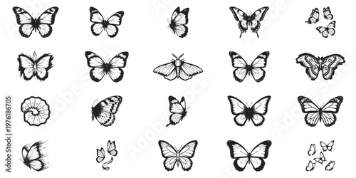 Collection of diverse butterfly and moth illustrations in various poses.
