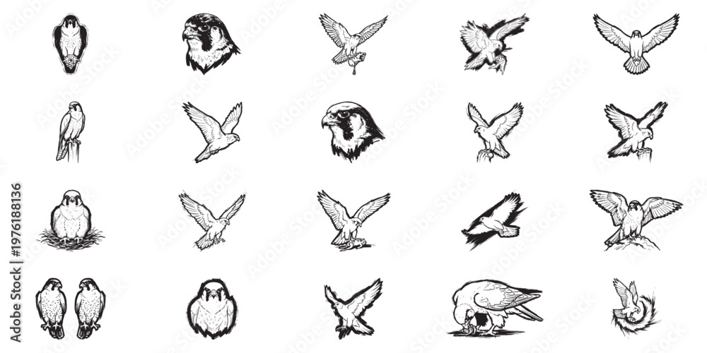 Fototapeta premium Set of peregrine falcons in various action poses, black and white hand drawn vector illustration of birds of prey.