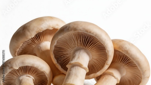 Closeup of mushrooms