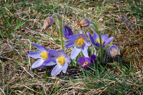 Large pasque flowers fading in Kamenný vrch Nature Reserve, Brno, Czech Republic