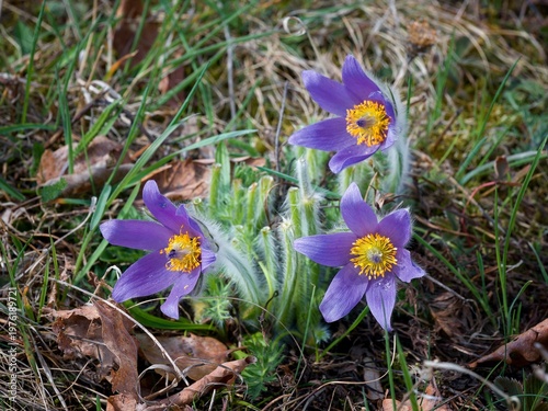 Large pasque flowers fading in Kamenný vrch Nature Reserve, Brno, Czech Republic