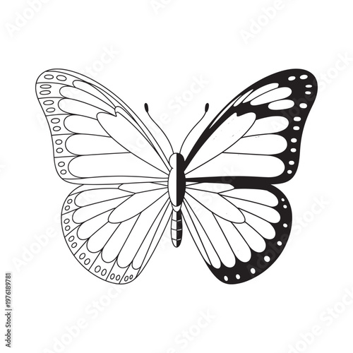 Detailed black and white illustration of a symmetrical butterfly with ornate wings