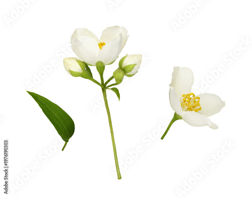 Set of Jasmine (Philadelphu...