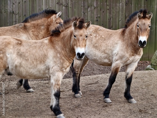 Quadro su tela Compact dun horses stand alert together