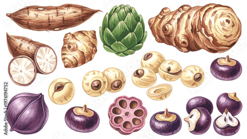 Hand drawn tropical roots vegetables fruits collection detailed botanical organic illustration