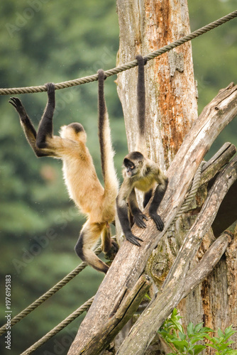 Photography A spider monkey climbing on wooden structures and ropes, showing its agility and long tail