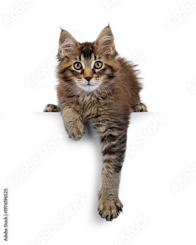 Expressive brown Maine Coon cat kitten, laying down facing front with paw hanging down from edge. Looking straight and curious towards camera. Isolated on a solid white background.