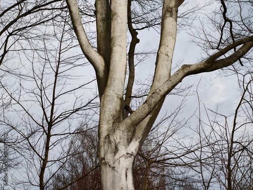 Принти на полотні Birch tree details