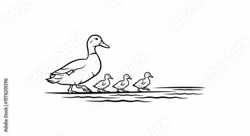 A mother duck leads three ducklings in a single file line