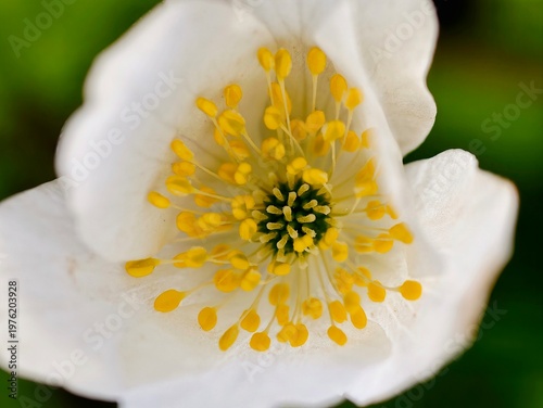 Konstfotografi Highresolution macro photo showcasing vivid yellow stamens and textured pollen g