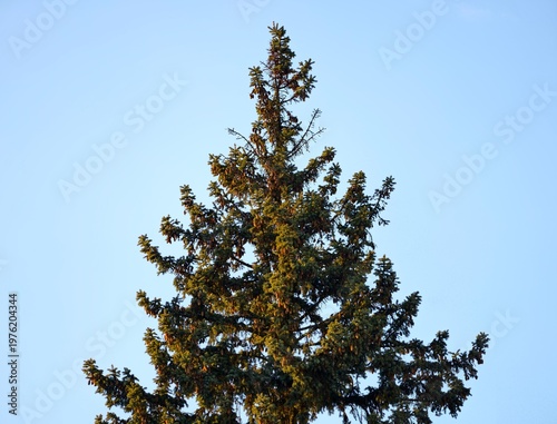 Quadro su tela Evergreen spruce reaching toward sky