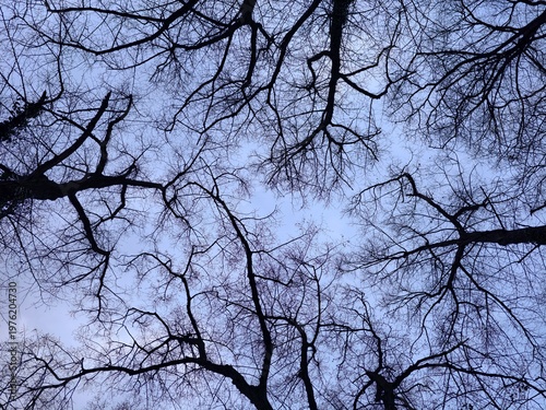 Canvas Print Skyward branch web