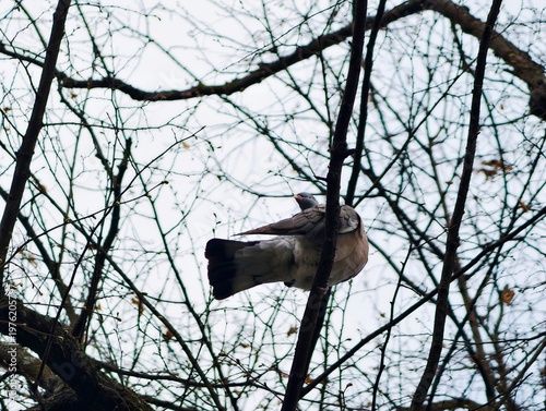 Bild auf Leinwand Bird perched amid barren branches