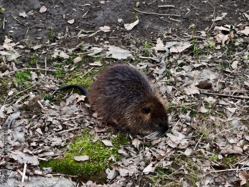 фотографія Nutria scours damp soil at mossy edge
