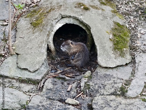Foto Diminutive hedgehog concealed within wet moss and fractured stones signifies sil