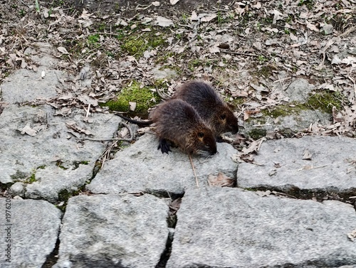 Bild auf Leinwand Juvenile nutria dash through mossy trail