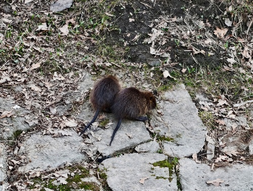 Cuadro en lienzo Nutria cautiously investigates