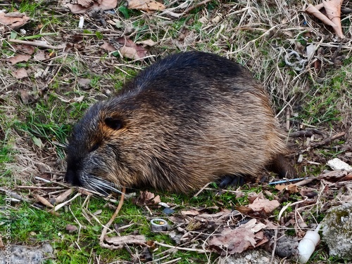 Photography Nutria carefully chews reeds near riverbank