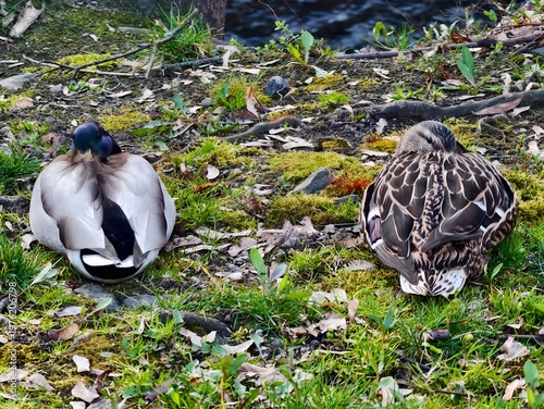 Fotografie Mallard drake and hen relaxing on mossy riverbank surrounded by fallen leaves an