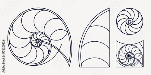 Geometric fibonacci spiral and nautilus shell line art illustration demonstrating the golden ratio concept with fibonacci nautilus geometry proportion sequence background