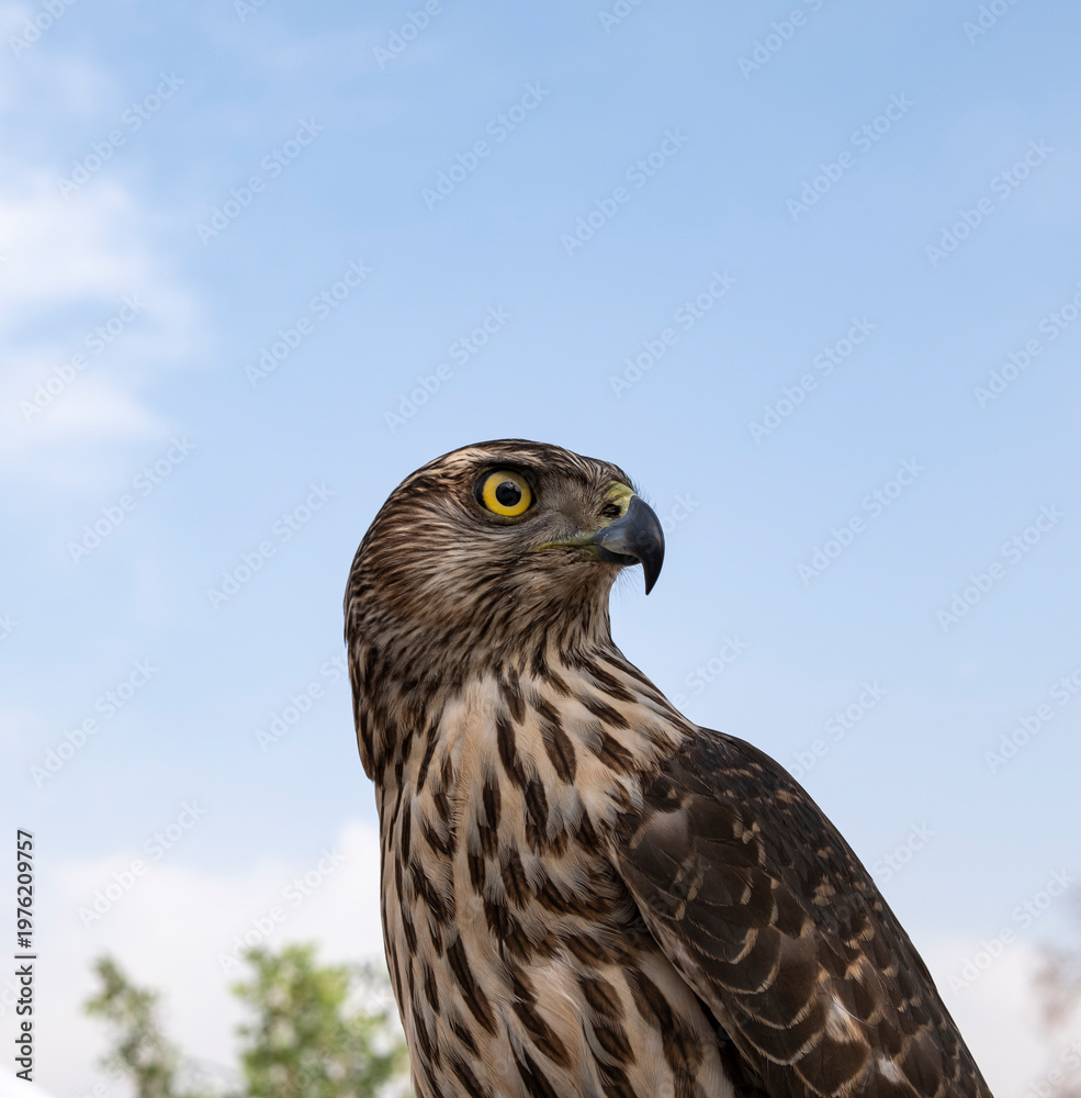 Obraz premium Portrait of a majestic Saker Falcon (Falco cherrug) looking sideways against a clear blue sky background. Powerful bird of prey in wild nature, hunting symbol and falconry concept.