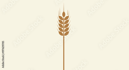 Golden ripe ears of wheat and organic cereal grains isolated on white are a vector illustration of a harvest crop perfect for bread and agriculture designs