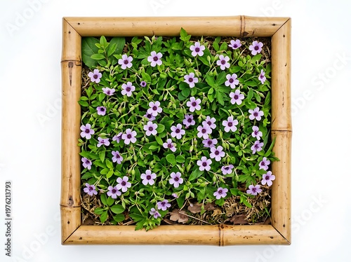 A square bamboo planter box filled with green leaves and small purple flowers on a white background  flowers and plants in a bamboo frame