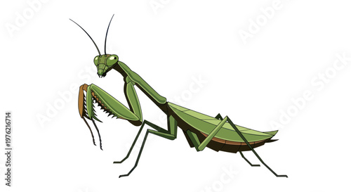 Green Praying Mantis Insect Closeup Profile.