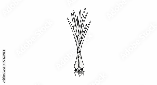 Black and white line drawing of a bunch of spring onions tied together