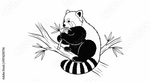 Black and white drawing of a red panda eating bamboo on a branch