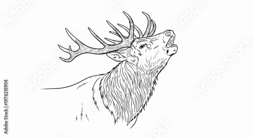 Detailed line drawing of a roaring stag with large antlers and shaggy mane