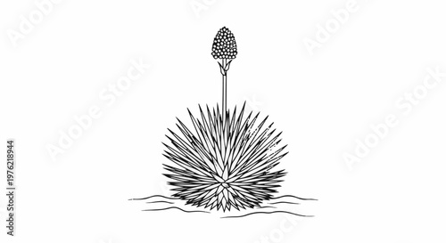 Detailed line drawing of a spiky plant with a tall flower stalk