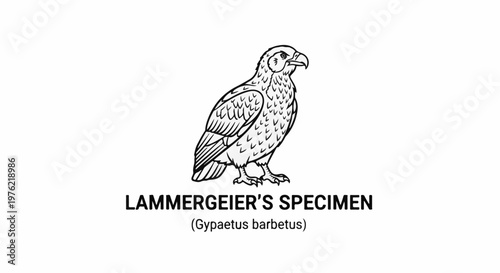 Black and white illustration of a bird of prey perched on a white background